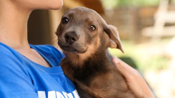 El Día Mundial del Perro recuerda una realidad que pocas veces se cuenta: el abandono de perros sigue creciendo en España
