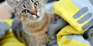 ¿Los gatos tienen memoria?