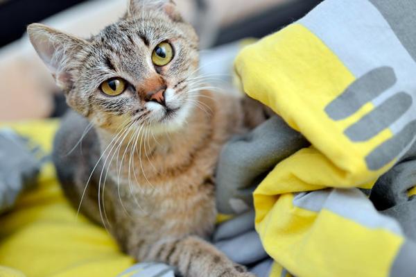 ¿Los gatos tienen memoria?