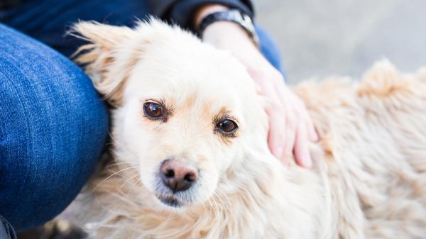 El Día Mundial del Perro recuerda una realidad que pocas veces se cuenta: el abandono de perros sigue creciendo en España - Miles de perros siguen esperando una familia en las protectoras y centros de acogida