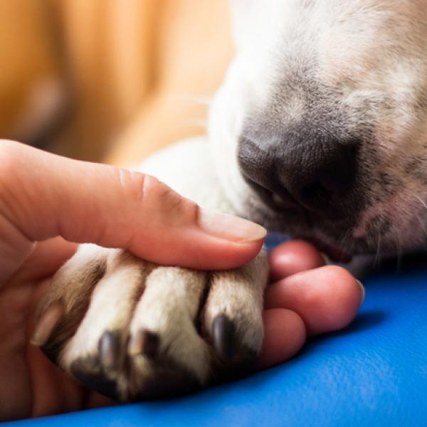 por qué mi caniche toy se lame las patas