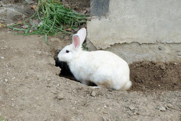 ¿Dónde viven los conejos? - Adaptaciones de los conejos a distintos ambientes