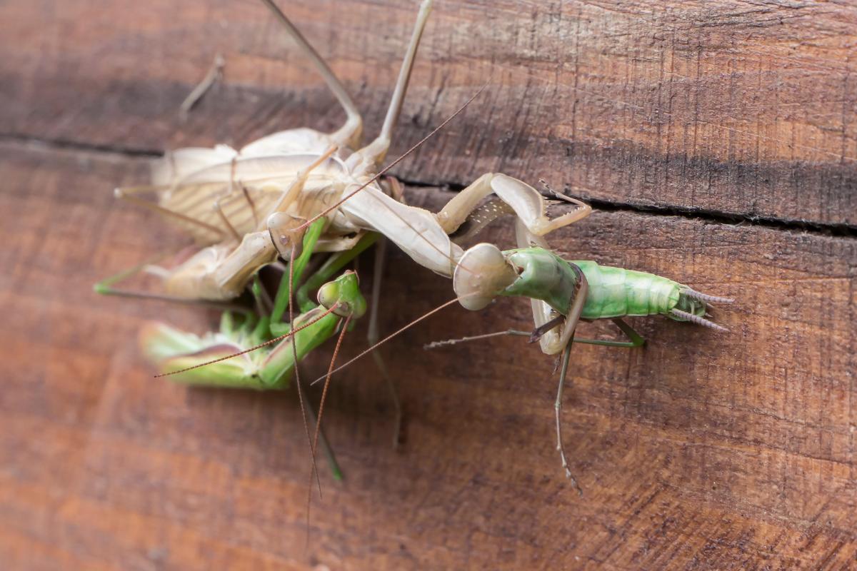 ¿Por qué la mantis religiosa se come al macho?