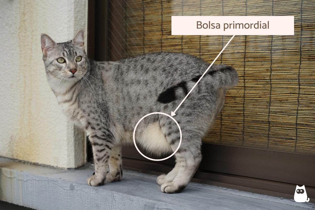 Bolsa primordial en gatos - Qué es y para qué sirve