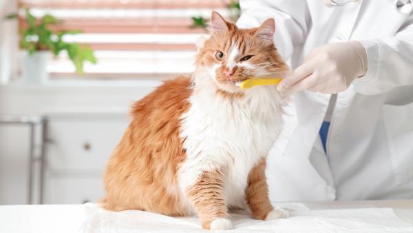 ¿Qué darle de comer a un gato con gingivitis? - Consejos adicionales para cuidar la boca de tu gato con gingivitis