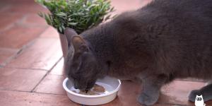 ¿Qué darle de comer a un gato con gingivitis?