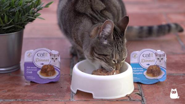 ¿Qué darle de comer a un gato con gingivitis? - ¿Qué puede comer un gato con gingivitis? 