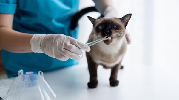 El BOJA lo confirma: los dueños de mascotas en Andalucía podrán desgravarse hasta 100 euros en gastos veterinarios - Así funcionará la deducción por gastos veterinarios en Andalucía