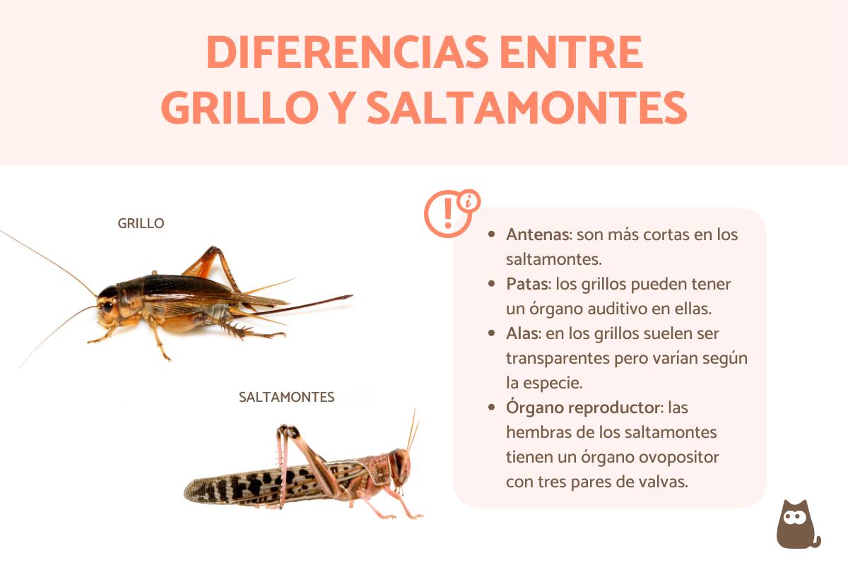 Diferencias entre saltamontes y grillo