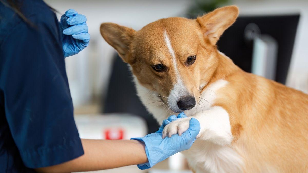 El BOJA lo confirma: los dueños de mascotas en Andalucía podrán desgravarse hasta 100 euros en gastos veterinarios