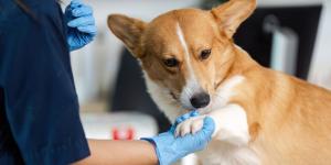 El BOJA lo confirma: los dueños de mascotas en Andalucía podrán desgravarse hasta 100 euros en gastos veterinarios