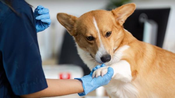 El BOJA lo confirma: los dueños de mascotas en Andalucía podrán desgravarse hasta 100 euros en gastos veterinarios