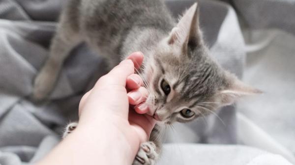 Los veterinarios coinciden: los mordisquitos suaves de los gatos son una forma de comunicar cómo se sienten - La clave para entender los mordisquitos de un gato está en su lenguaje corporal