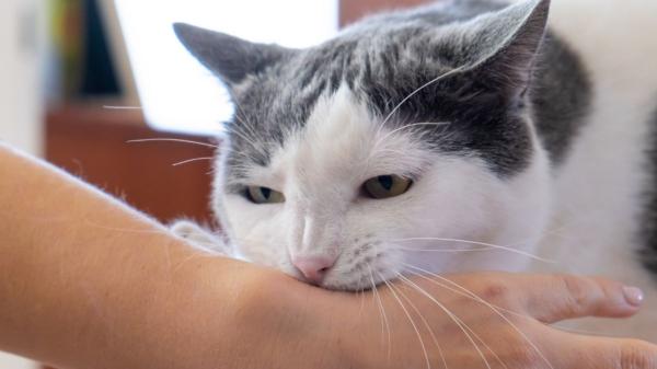 Los veterinarios coinciden: los mordisquitos suaves de los gatos son una forma de comunicar cómo se sienten - Los gatos también dan mordisquitos cuando quieren jugar o necesitan espacio