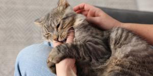 Los veterinarios coinciden: los mordisquitos suaves de los gatos son una forma de comunicar cómo se sienten