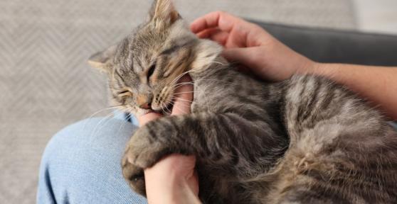 Los veterinarios coinciden: los mordisquitos suaves de los gatos son una forma de comunicar cómo se sienten