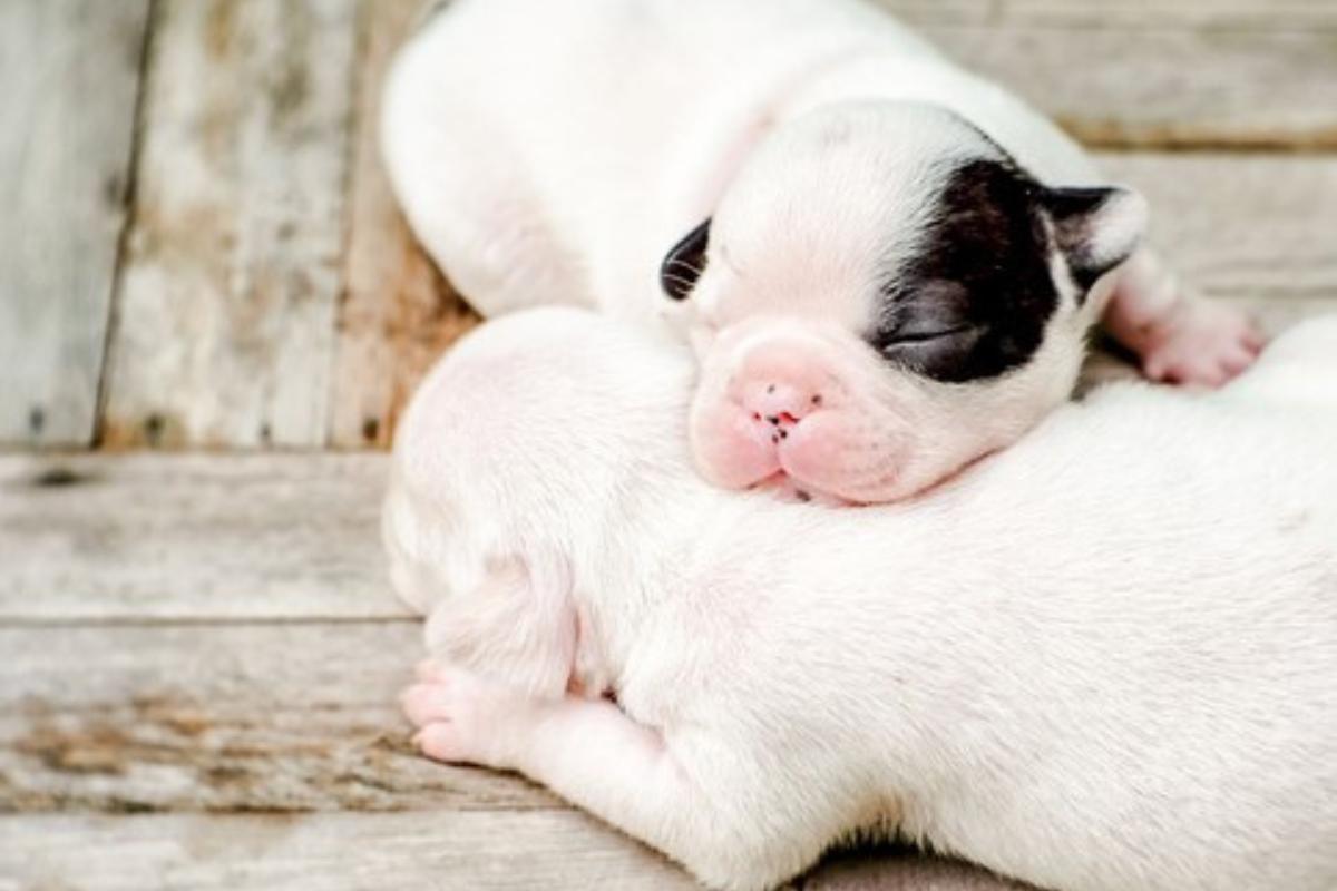 Paladar hendido en perros - Causas y cirugía