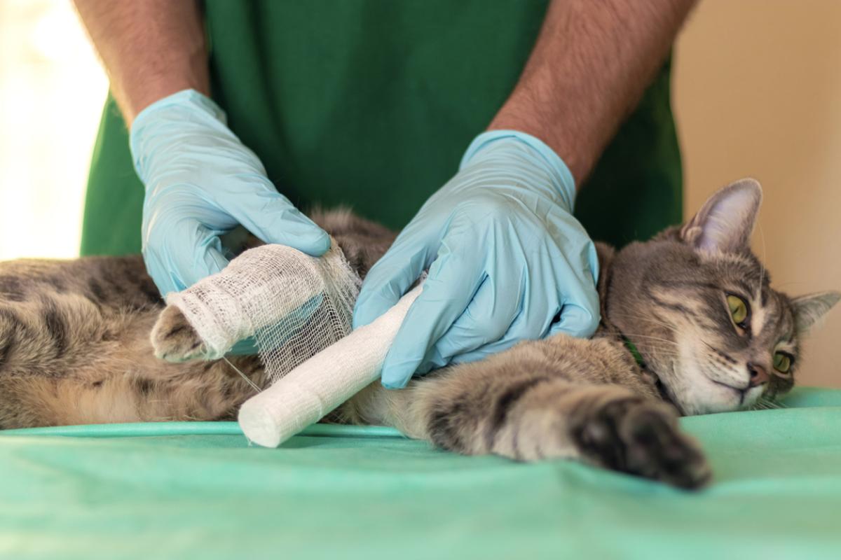 Patas hinchadas en gatos - Causas y tratamientos