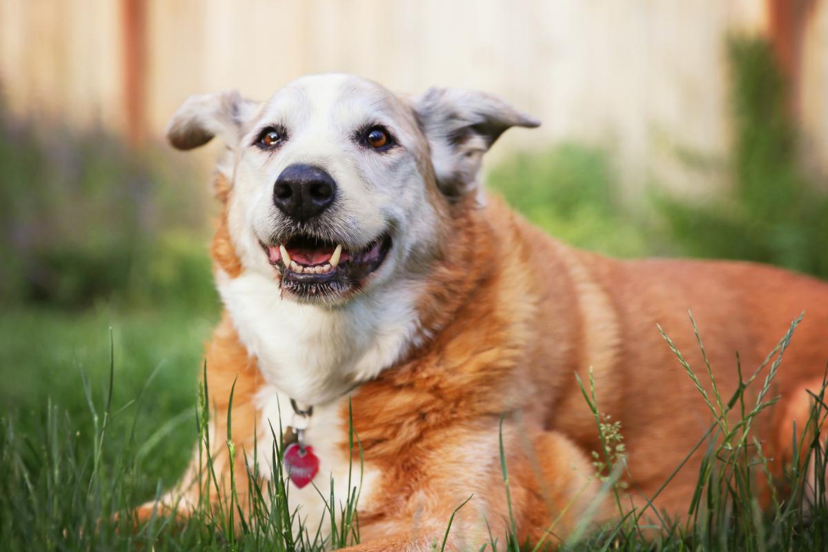 Jadeo en perros ancianos: causas y qué hacer