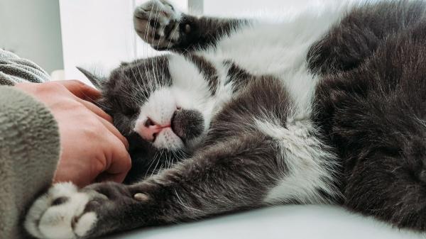 Los expertos coinciden en que tu gato no duerme contigo solo porque te quiere: es instinto y estrategia - La percepción del entorno es clave y tú eres territorio seguro