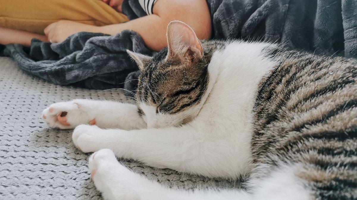 Los expertos coinciden en que tu gato no duerme contigo solo porque te quiere: es instinto y estrategia