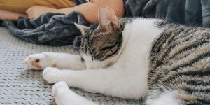 Los expertos coinciden en que tu gato no duerme contigo solo porque te quiere: es instinto y estrategia