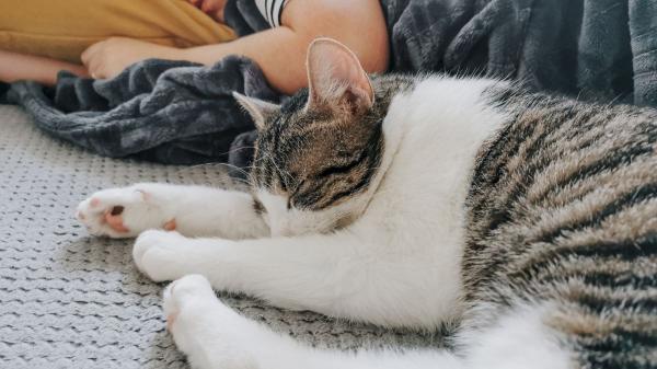 Los expertos coinciden en que tu gato no duerme contigo solo porque te quiere: es instinto y estrategia