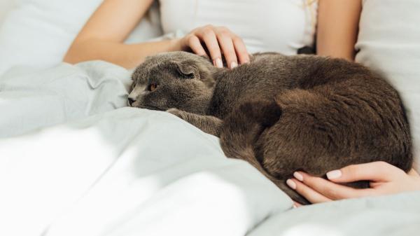 Los expertos coinciden en que tu gato no duerme contigo solo porque te quiere: es instinto y estrategia - Sentirse seguro mientras duerme es su prioridad número uno