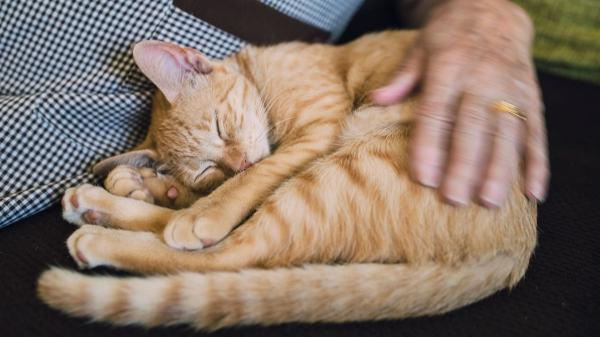 Los expertos coinciden en que tu gato no duerme contigo solo porque te quiere: es instinto y estrategia - Tu cuerpo actúa como un refugio térmico de alto rendimiento