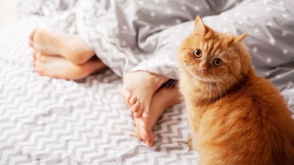 Los expertos coinciden en que tu gato no duerme contigo solo porque te quiere: es instinto y estrategia - Un regalo de su herencia salvaje: necesita dormir “en manada”