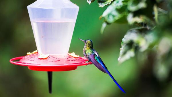 Cómo atraer colibríes a tu casa con plantas, néctar casero y trucos que realmente funcionan - Así es como hay que hacer el néctar para colibríes para usar en los bebederos