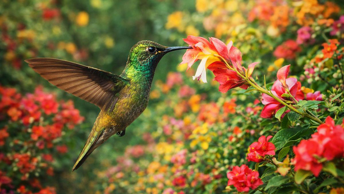 Cómo atraer colibríes a tu casa con plantas, néctar casero y trucos que realmente funcionan
