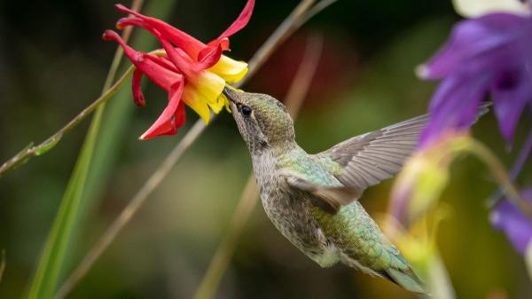 Cómo atraer colibríes a tu casa con plantas, néctar casero y trucos que realmente funcionan - Lo que debe tener tu casa para atraer colibríes