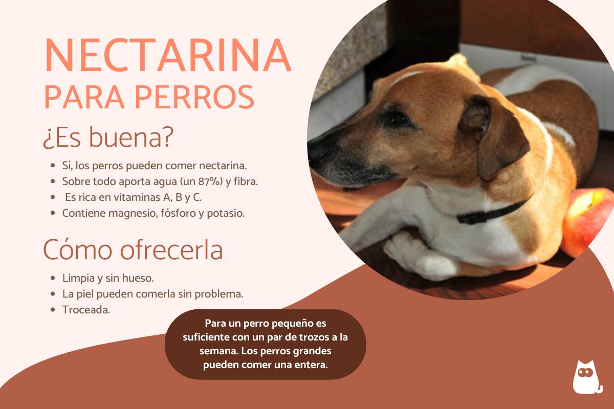¿Los perros pueden comer nectarina?