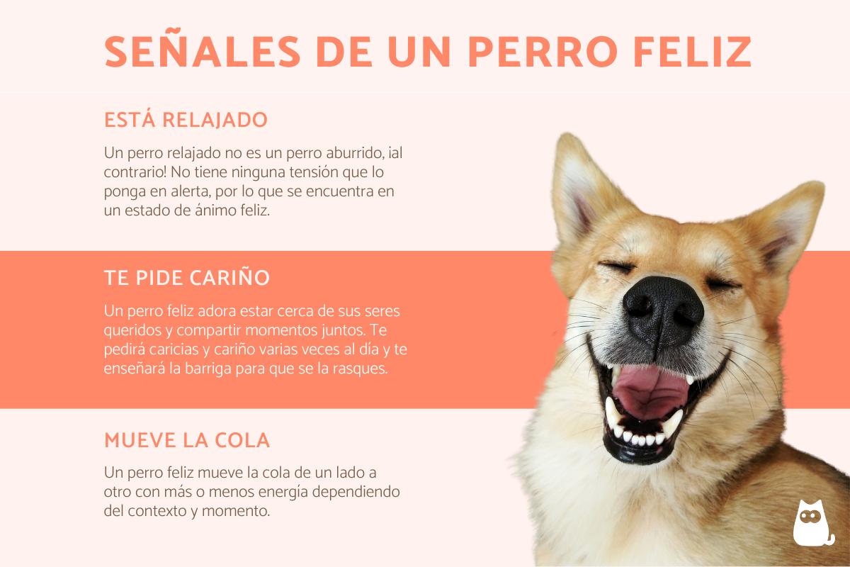 Señales de que tu perro es feliz