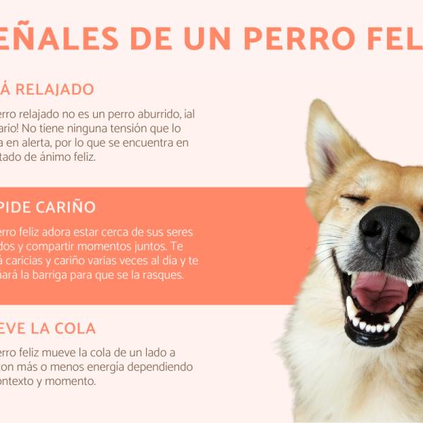 por qué los perros te hacen más feliz