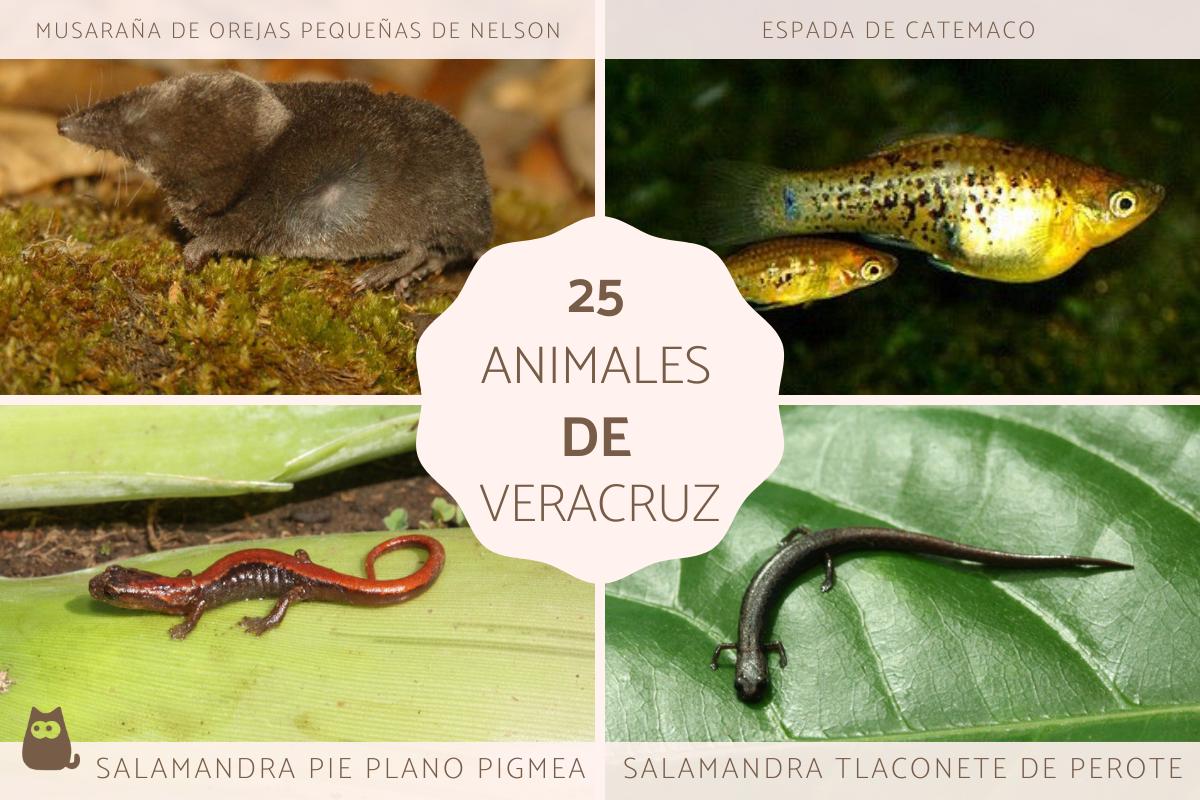 Animales endémicos de Veracruz