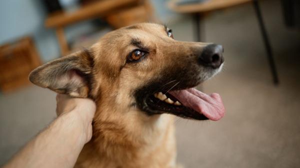 Los psicólogos coinciden: las personas que saludan y acarician a su perro antes de salir y al llegar a casa tienen esta personalidad - La ciencia confirma que acariciar a tu perro al llegar a casa tiene un efecto positivo para ambos