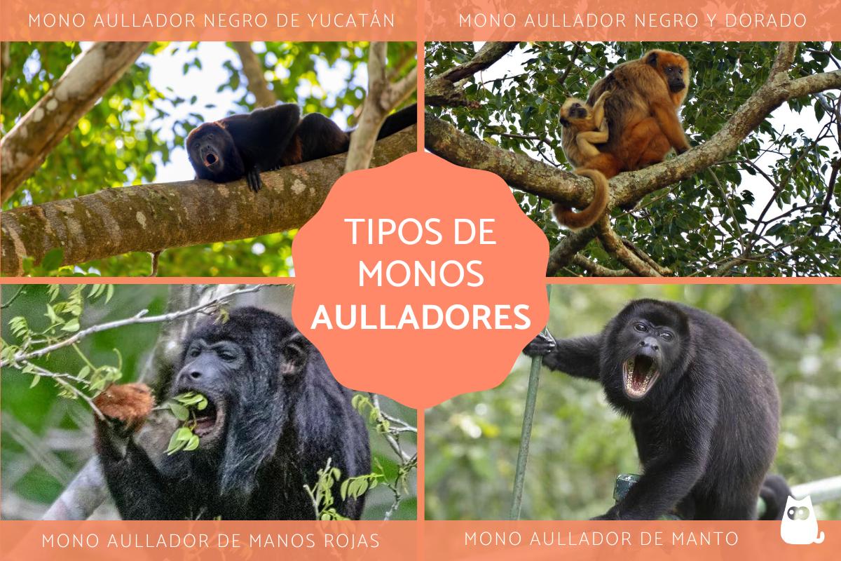 Monos aulladores: tipos y características