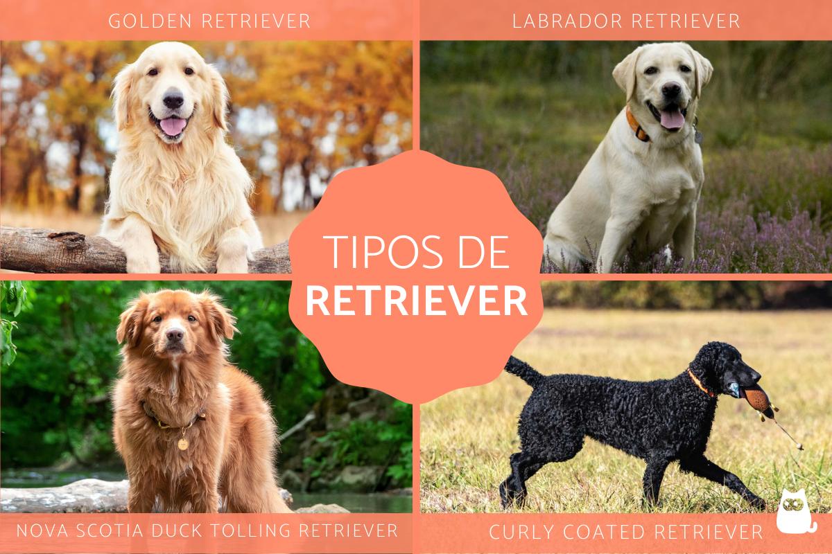 un perro que parece un gokden retriever y un labrador