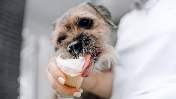 Los veterinarios coinciden: “El aire acondicionado ayuda a proteger a perros y gatos, pero solo si se usa correctamente” - El aire acondicionado no basta: los consejos de los veterinarios para refrescar a perros y gatos en verano
