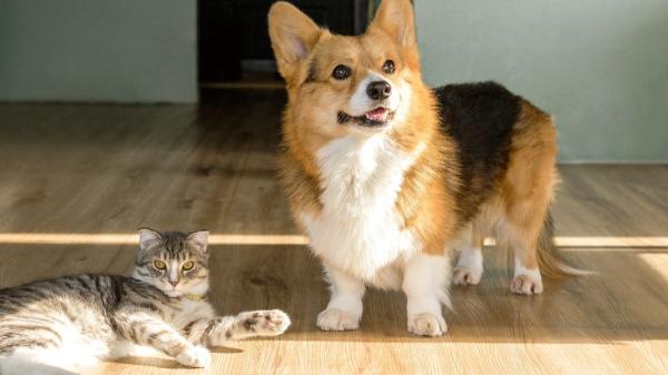Los veterinarios coinciden: “El aire acondicionado ayuda a proteger a perros y gatos, pero solo si se usa correctamente” - El aire acondicionado no perjudica a perros y gatos, pero hay errores que debes evitar