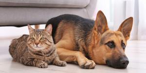 Los veterinarios coinciden: “El aire acondicionado ayuda a proteger a perros y gatos, pero solo si se usa correctamente”
