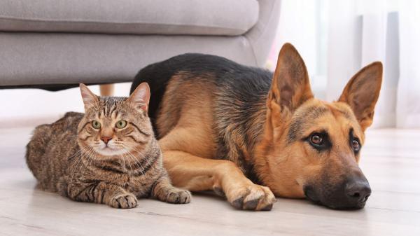 Los veterinarios coinciden: “El aire acondicionado ayuda a proteger a perros y gatos, pero solo si se usa correctamente”