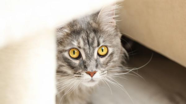 ¿Tu gato sufre con los petardos en San Juan? Las pautas veterinarias que debes aplicar para calmarlo y protegerlo en casa - Cómo detectar si los petardos están asustando a tu gato: las señales que no debes ignorar
