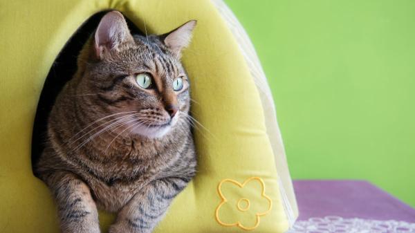¿Tu gato sufre con los petardos en San Juan? Las pautas veterinarias que debes aplicar para calmarlo y protegerlo en casa - El refugio en casa que puede ayudar a tu gato a sentirse seguro durante la víspera de San Juan