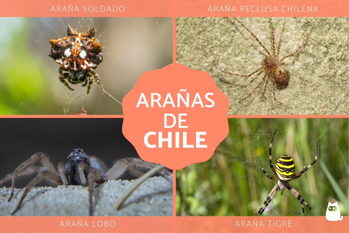 Tipos de arañas en Chile
