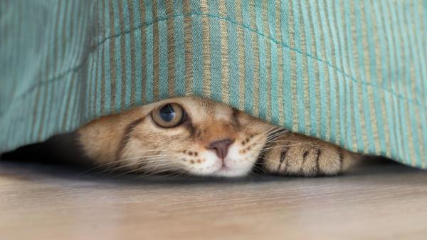 ¿Tu gato sufre con los petardos en San Juan? Las pautas veterinarias que debes aplicar para calmarlo y protegerlo en casa - Tu actitud también influye en el estado emocional de tu gato