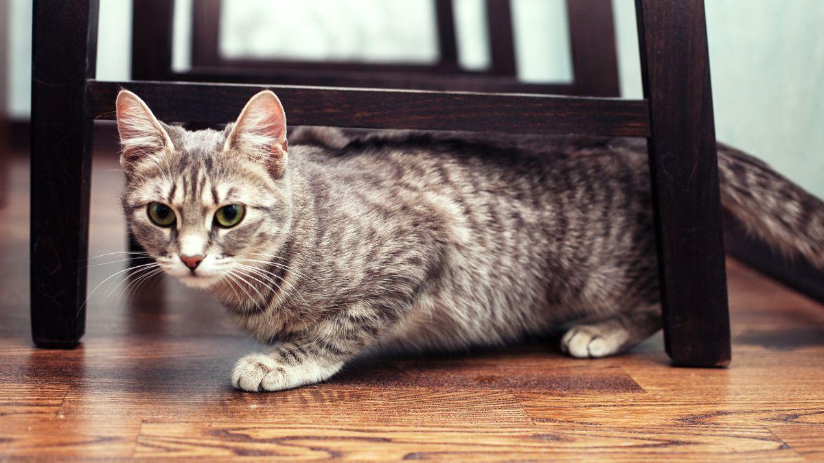 ¿Tu gato sufre con los petardos en San Juan? Las pautas veterinarias que debes aplicar para calmarlo y protegerlo en casa