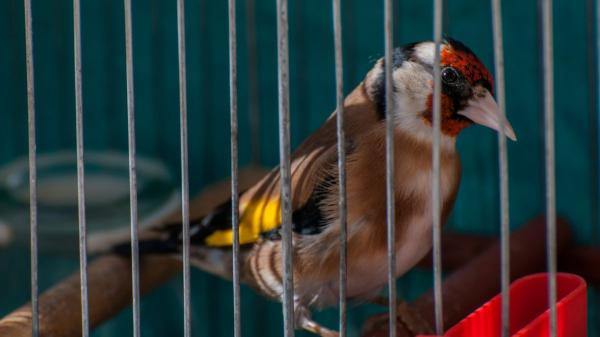 Intervenidas 263 aves protegidas y exóticas en una ciudad de Catalunya: así actúa la ley contra su venta ilegal - 46 jilgueros protegidos y casi 200 aves exóticas: así fue la intervención de la Guardia Urbana en L'Hospitalet